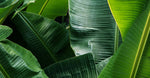 Abaca Leaf Hemp