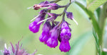 Allantoin