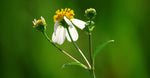 Bio-Retinol