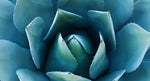 Agave Nectar