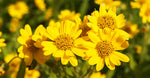 Arnica