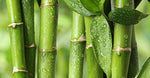 Bamboo Water