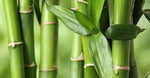 Bamboo Silica