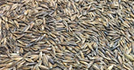Black Oat Extract