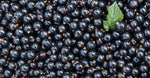 Blackcurrant Extract