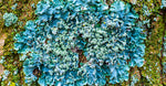 Blue Algae