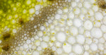 Plant Stem Cells