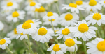 Chamomile Essential Oil
