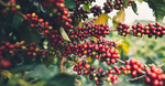 Coffee Cherry Extract