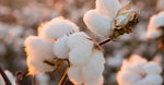 Cottonseed Oil