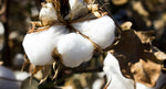 Cottonseed Oil
