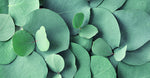Eucalyptus