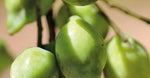 Kakadu Plum Extract