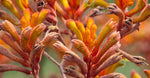 Kangaroo Paw Flower Extract