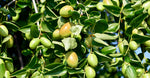 Golden Jojoba Oil