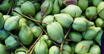 Kakadu Plum Extract