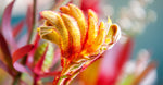 Kangaroo Paw extract