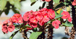 Kiss Me Quick Flower Extract