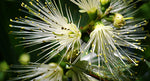 Lemon Myrtle