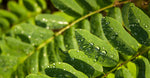 Moringa
