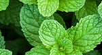 Peppermint Essential Oil