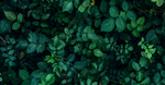Plant AHAs