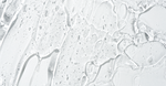 Plant Polymers