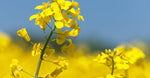 Rapeseed Polymers