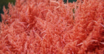 Red Algae Extract