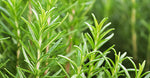 Rosemary Extracts