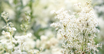 Salicylic Acid