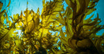 Sea Kelp