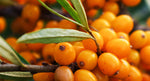 Sea Buckthorn Extract