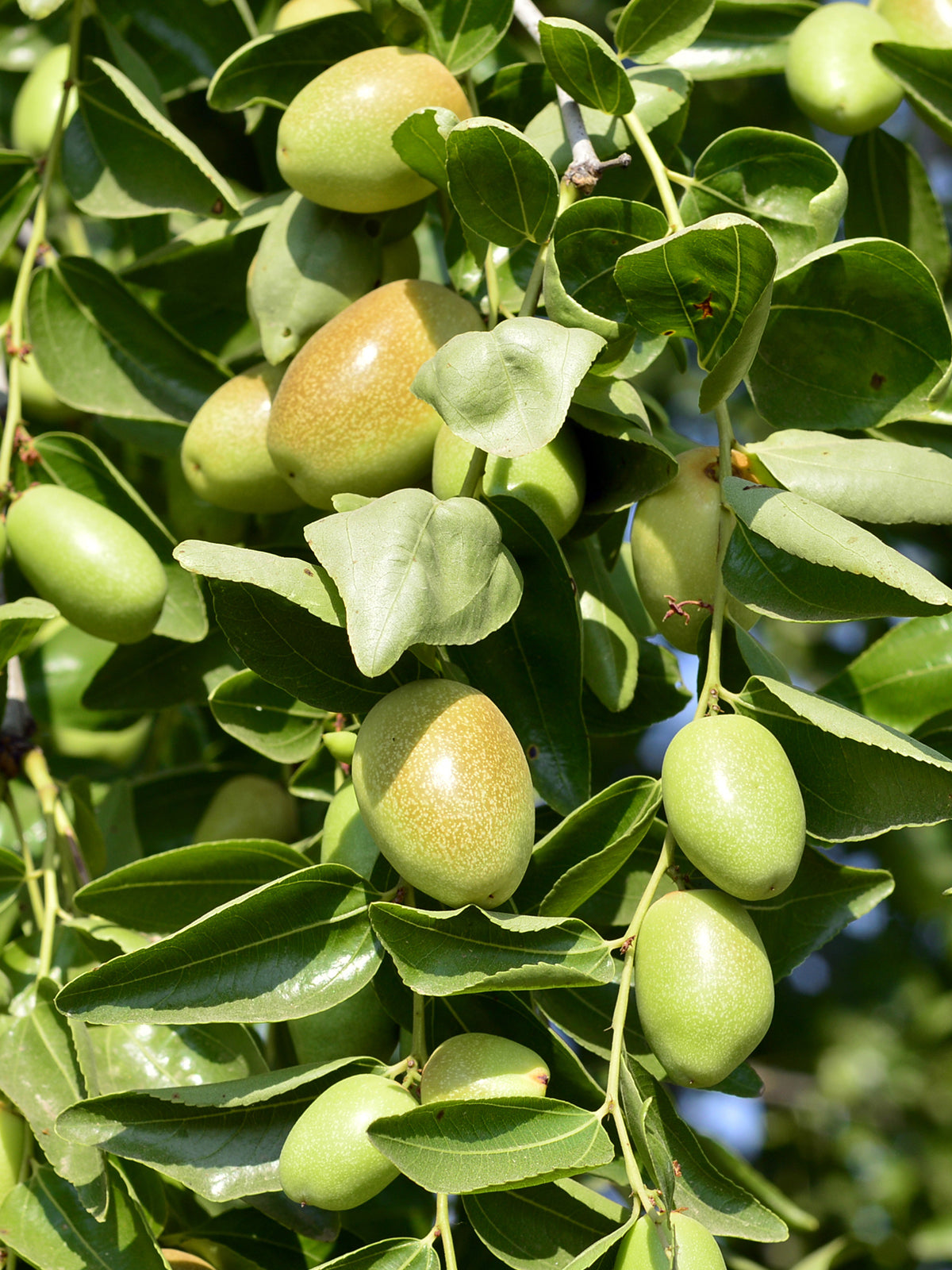 Close-up of jojoba plant with green and golden fruits on the branch, the natural source of golden jojoba oil.