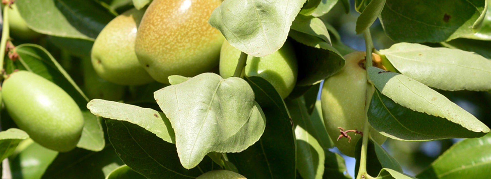 Close-up of jojoba plant with green and golden fruits on the branch, the natural source of golden jojoba oil.