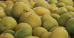 Tamanu Oil