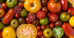 Tomato Seed Oils