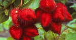 Kahai and roucou oils