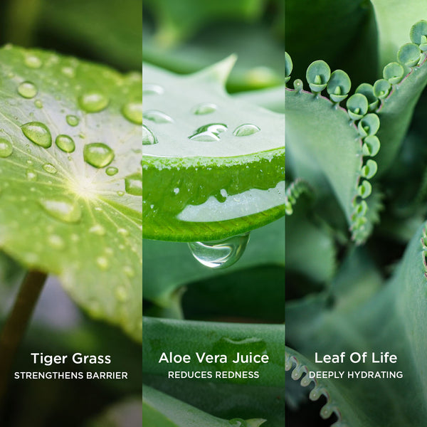 Side-by-side close-up images of natural skincare ingredients: Tiger Grass leaf with water droplets labelled 'Tiger Grass – Strengthens Barrier,' aloe vera leaf with droplets labelled 'Aloe Vera Juice – Reduces Redness,' and Leaf of Life plant labelled 'Leaf of Life – Deeply Hydrating.