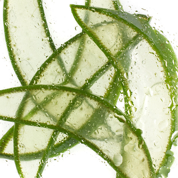 close-up of translucent, aloe vera slices with water droplets on them. The slices have a slightly curved shape with a green outer edge, and the overall appearance is fresh and moist.
