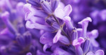 Lavender Essential Oil