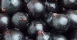 Blackcurrant Extract