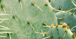 Cactus Extract 