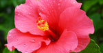Hibiscus Extract