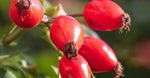 Organic CO2- Extracted Rosehip Oil