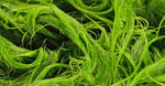 Green algae extract