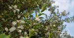 Aniseed Myrtle