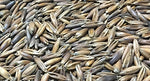 Black Oat Extract