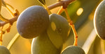 Olive Squalane