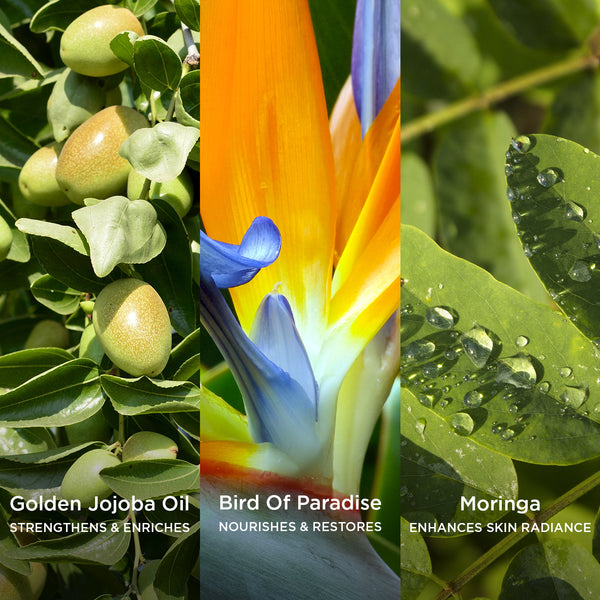 Side-by-side close-up images of natural skincare ingredients: green jojoba fruits on a branch labelled 'Golden Jojoba Oil – Strengthens & Enriches,' vibrant orange and blue Bird of Paradise flower labelled 'Bird of Paradise – Nourishes & Restores,' and green moringa leaves with water droplets labelled 'Moringa – Enhances Skin Radiance.